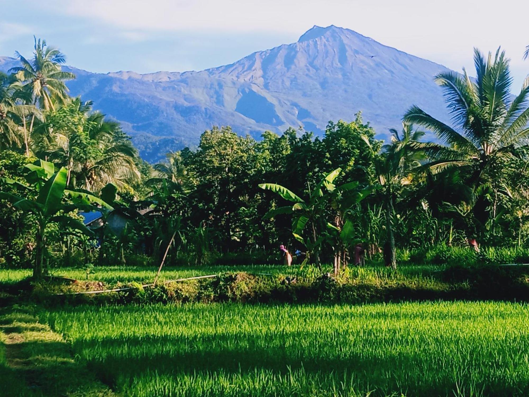 Coconut Homestay Tetebatu Zewnętrze zdjęcie