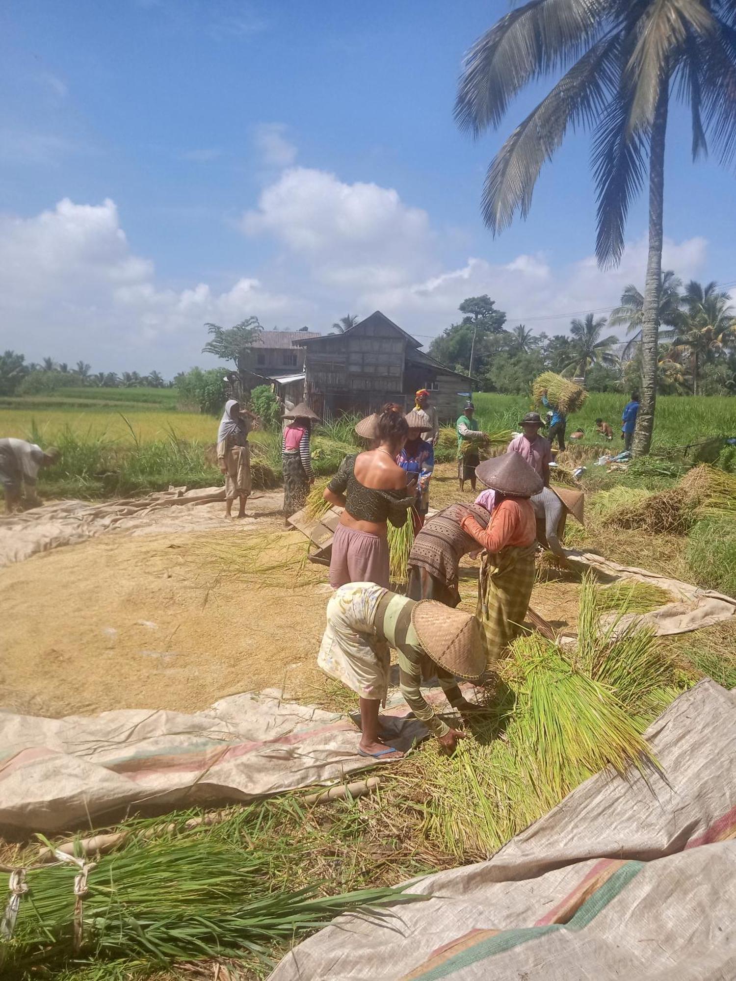 Coconut Homestay Tetebatu Zewnętrze zdjęcie