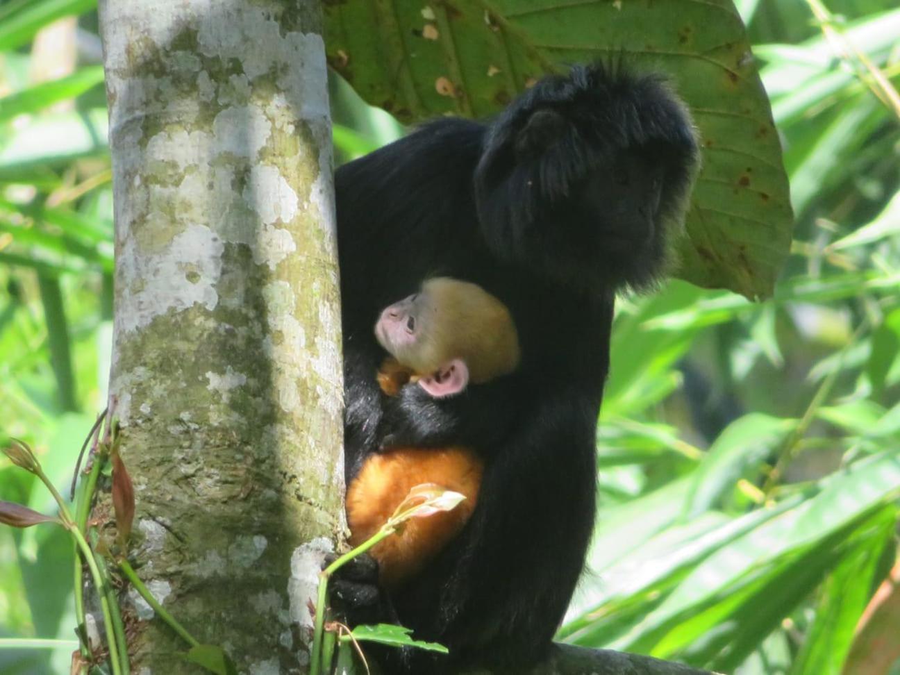 Coconut Homestay Tetebatu Zewnętrze zdjęcie